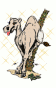 Camel Tales